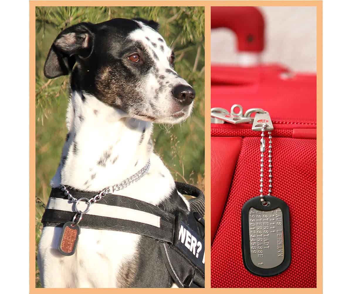 Orangener Dog Tag