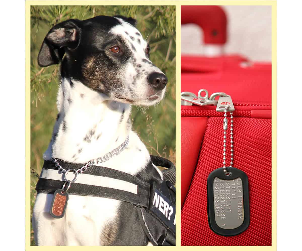 Gelber Dog Tag